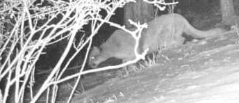 Lion security camera